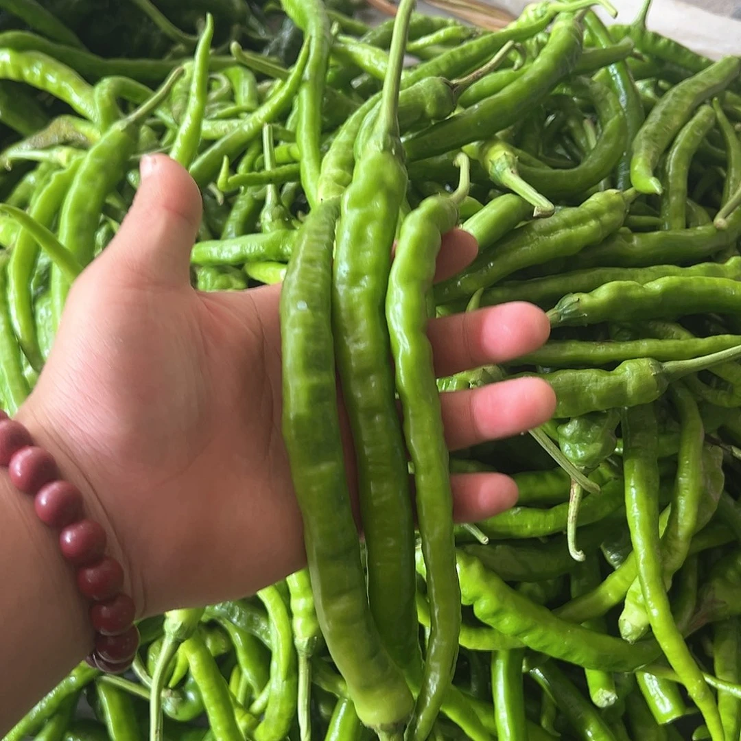 中国大陆露天辣椒3斤