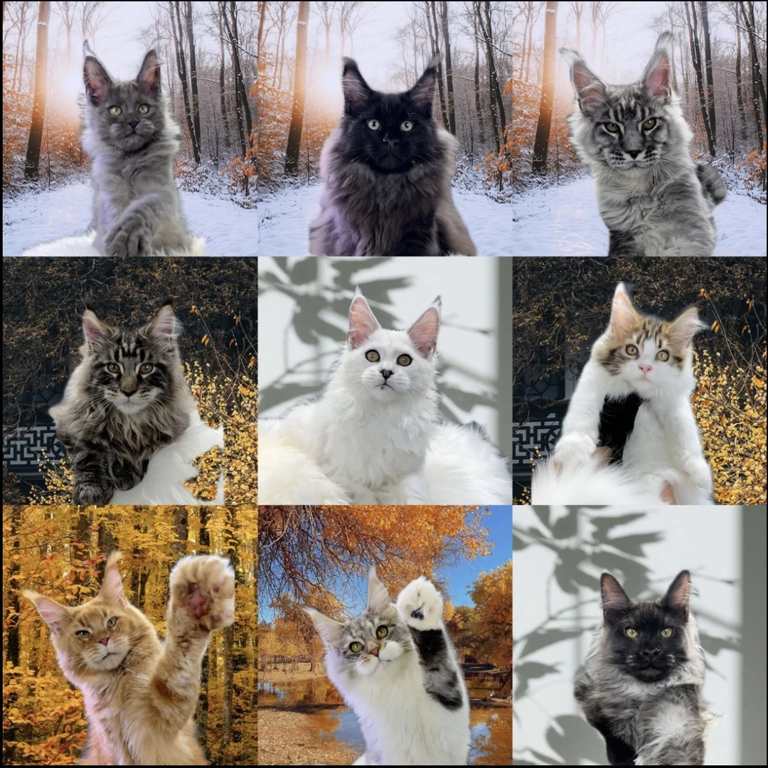 猫爬架（直接拍）定制