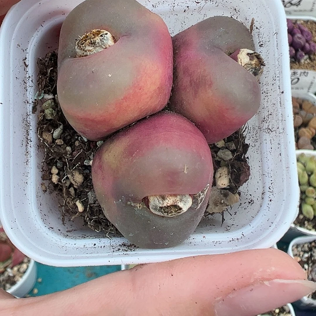 035三头毛汉尼带盆土发货