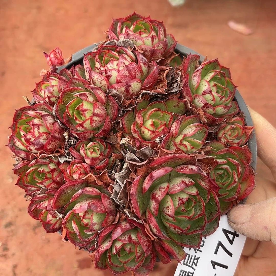 同温层多肉伊丽莎白174