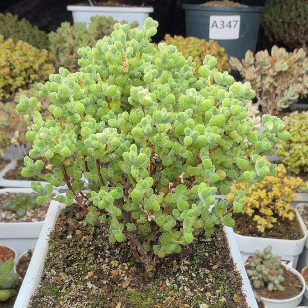 A679莱斯整点半价福利