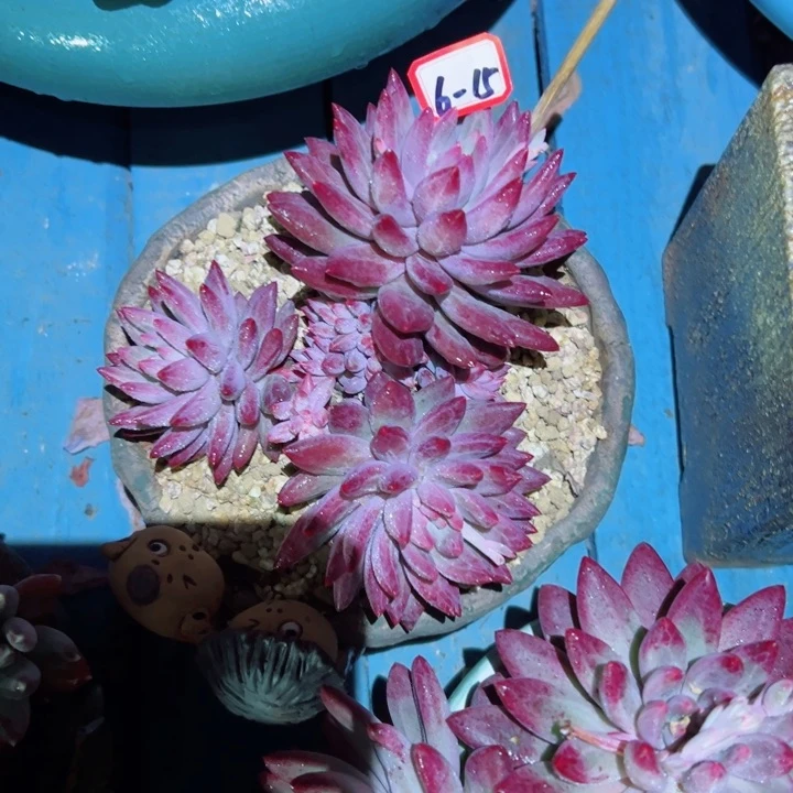 心**飞精品多肉植物老桩