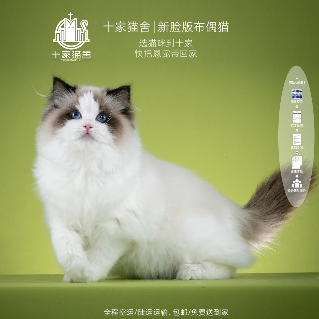 【十家猫舍】哈比-弟弟 I新脸版布偶猫I猫咪活体