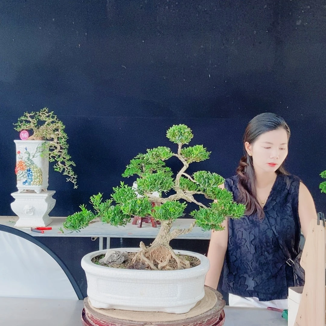 当前无花朵，栽培后可花朵