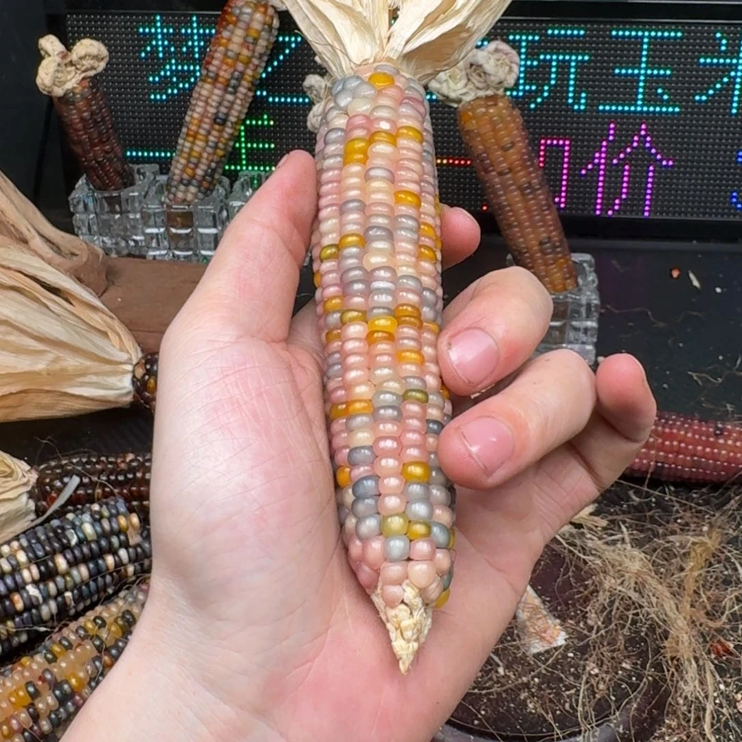 柏香籽/百香籽吊坠岐**-
