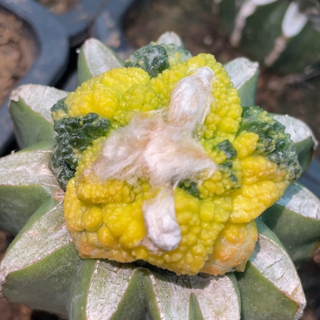 全部花朵菜花牡丹锦152