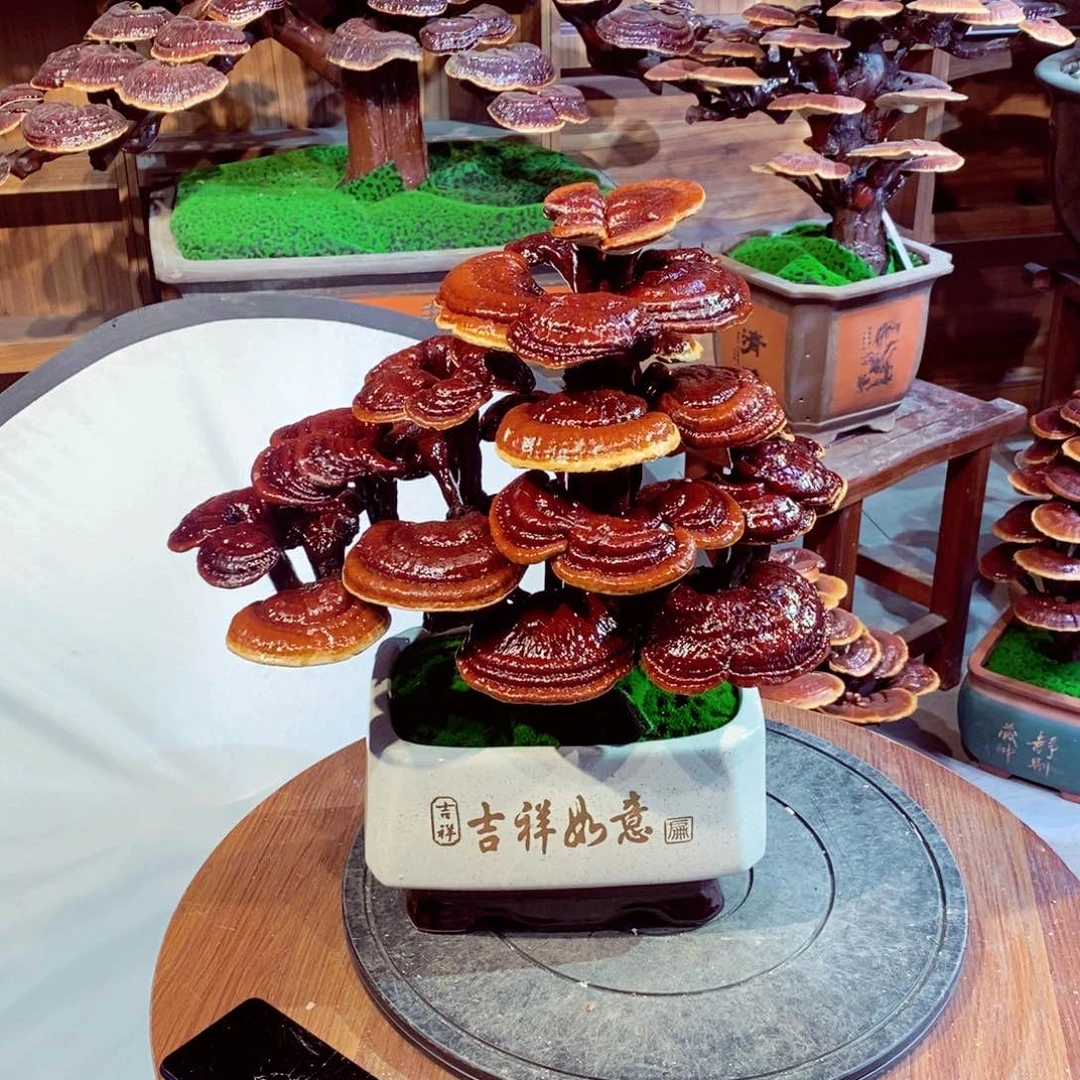 用****9发财树发财树发财树