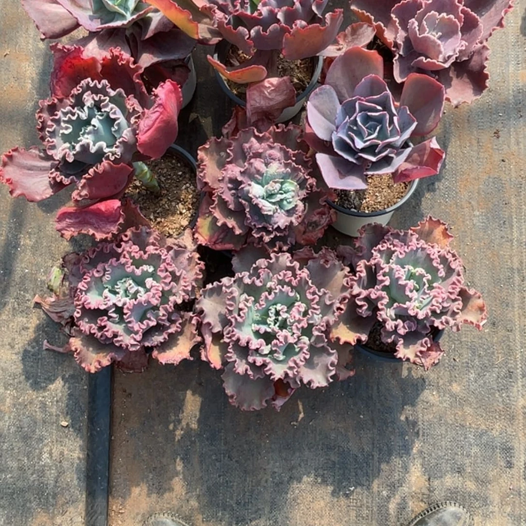 小***主35号包菜系列带赠品9棵