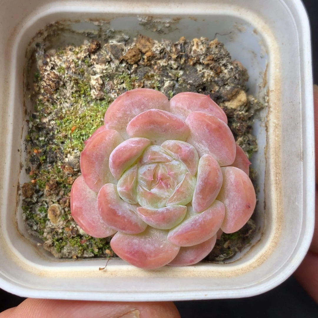 14 精品多肉一物一拍