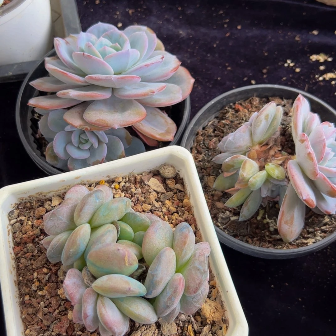 星影 星影 星影 星影