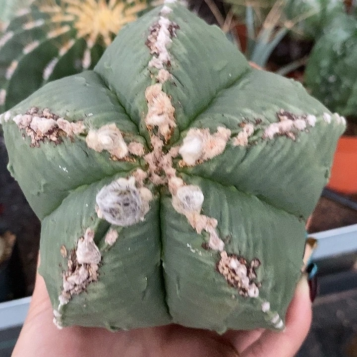 大****鱼花花草草花花草草