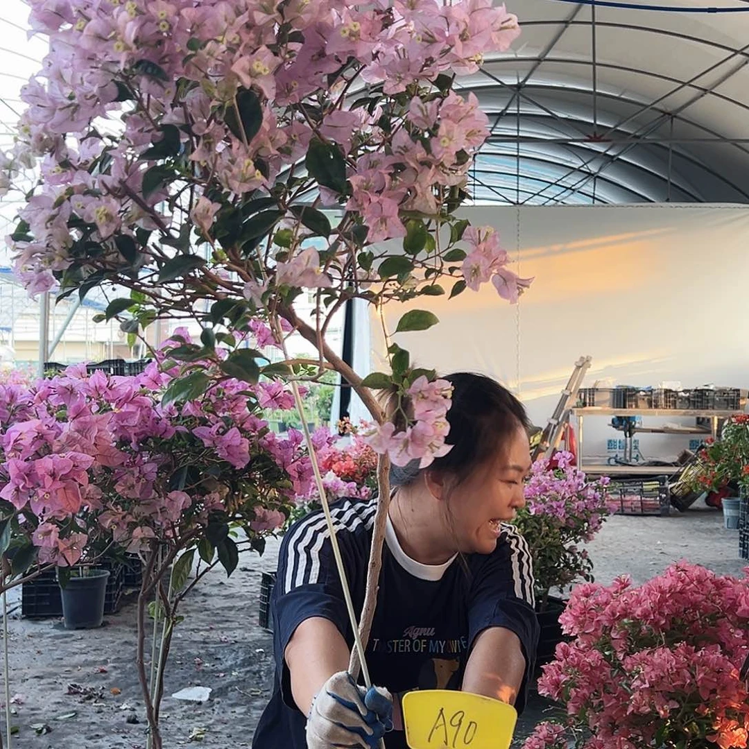 糖***朵大部分花苞少量开放A90丽娜