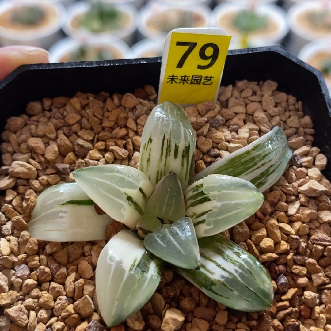79白寡妇寿锦一物一图