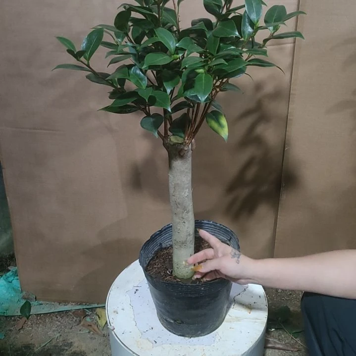 606三依恋贝蒂，原盆原土发货，不包邮