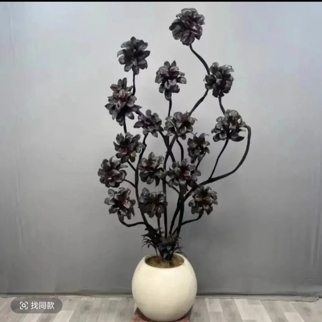 【紫百合】娃娃蕉紫气东来绿植客厅大型盆栽老桩黑红叶吸甲醛耐阴