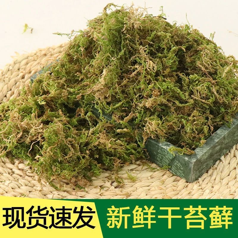 天然干苔藓用于蝴蝶兰盆栽营养铺面及乌龟冬眠运输爬宠垫材青苔