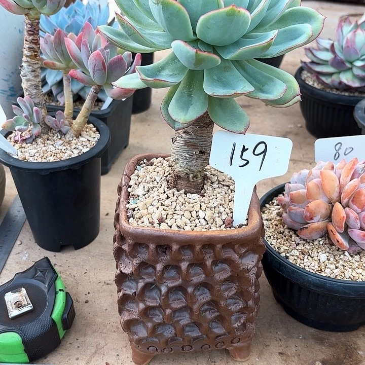 多肉植物，晨露159号