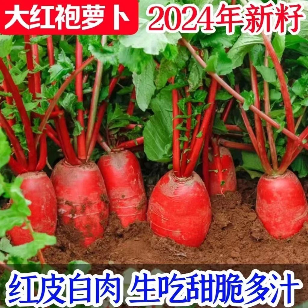 【21】大红袍萝卜种子四季适合阳台盆栽蔬菜种子