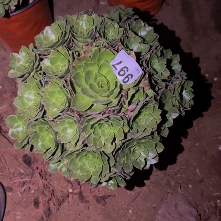 997绿珀多肉植物不售后