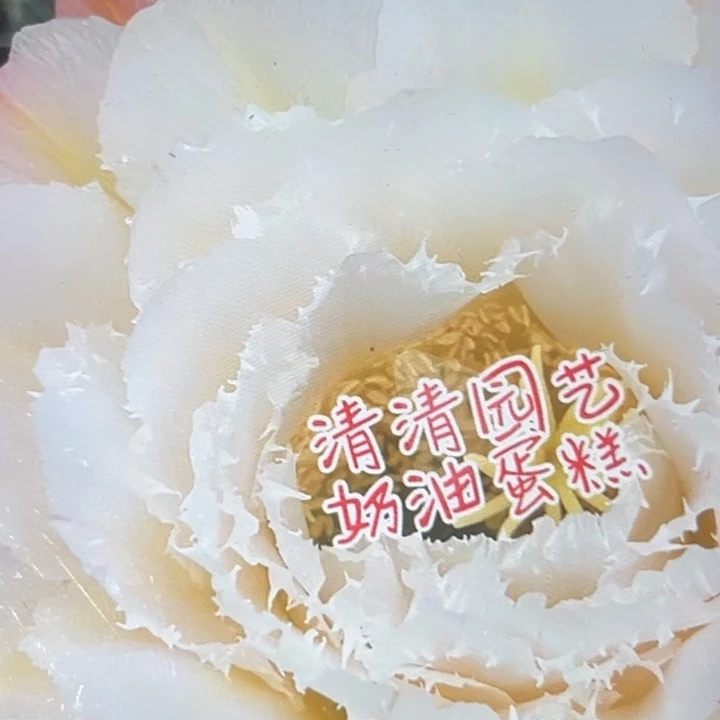 清清奶油蛋糕侧牙瑕疵歪