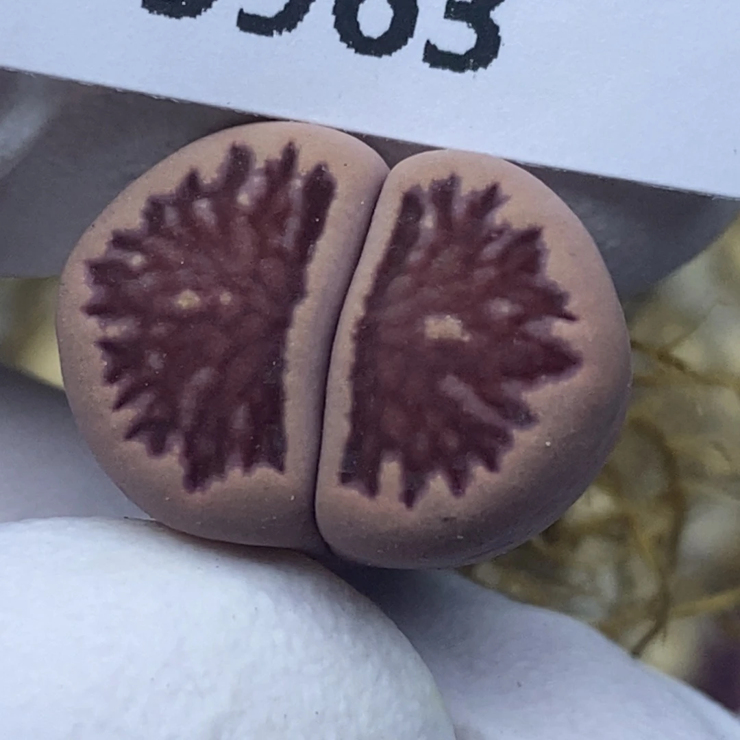 5963。紫菊。18包邮.当天凑哦。新疆西藏88包邮