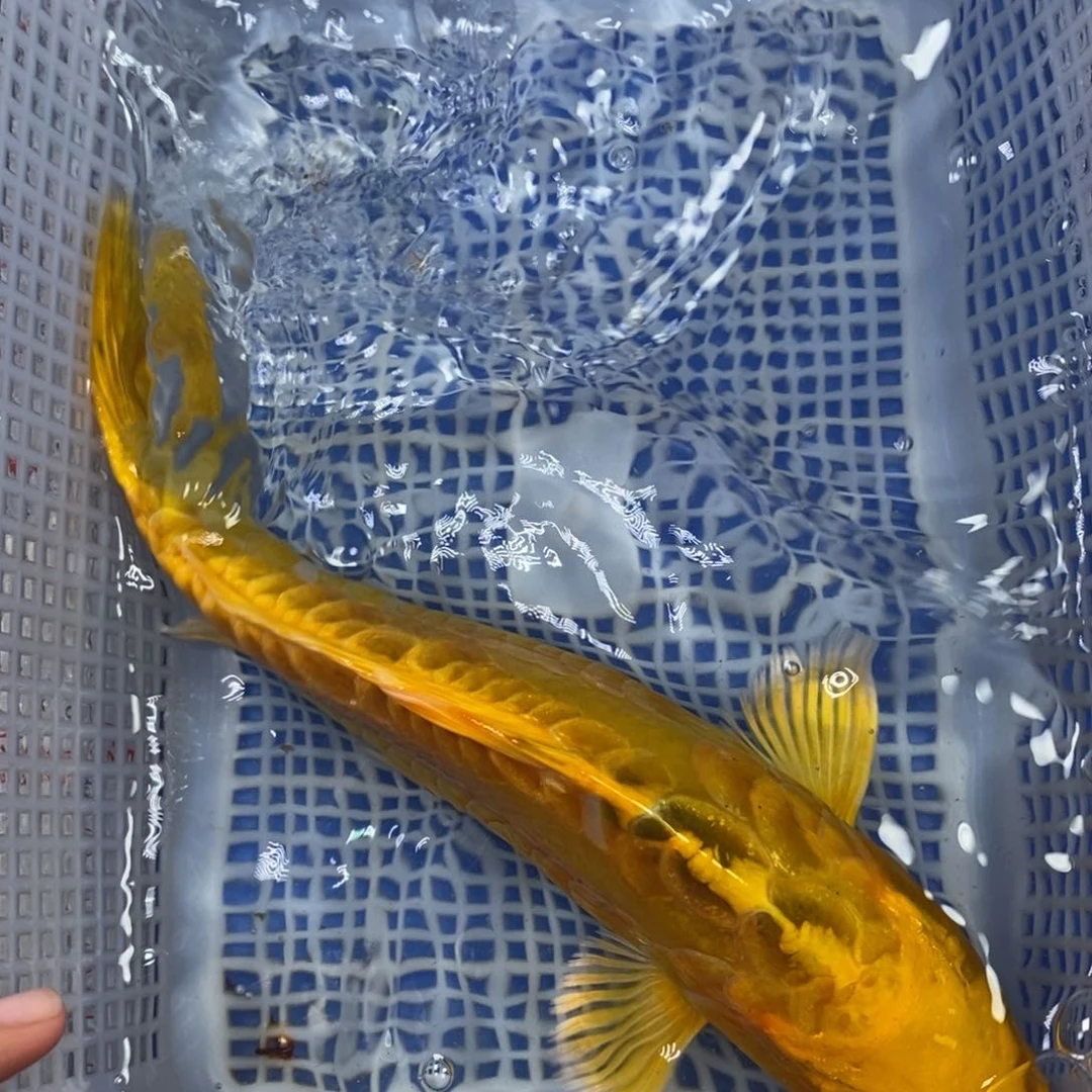 锦鲤冷水锦鲤包邮