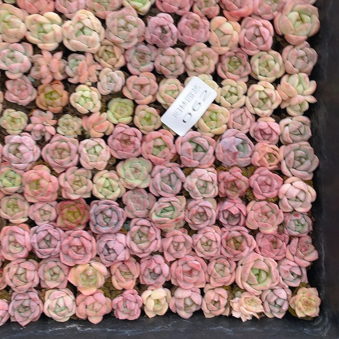 多肉植物多肉植物62