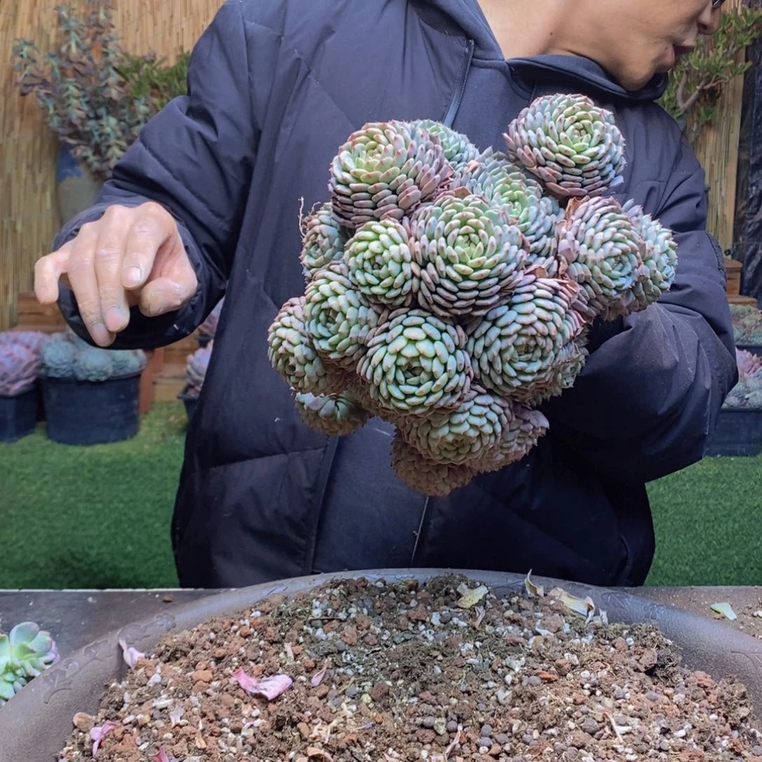 一***了48 号白胖子多肉