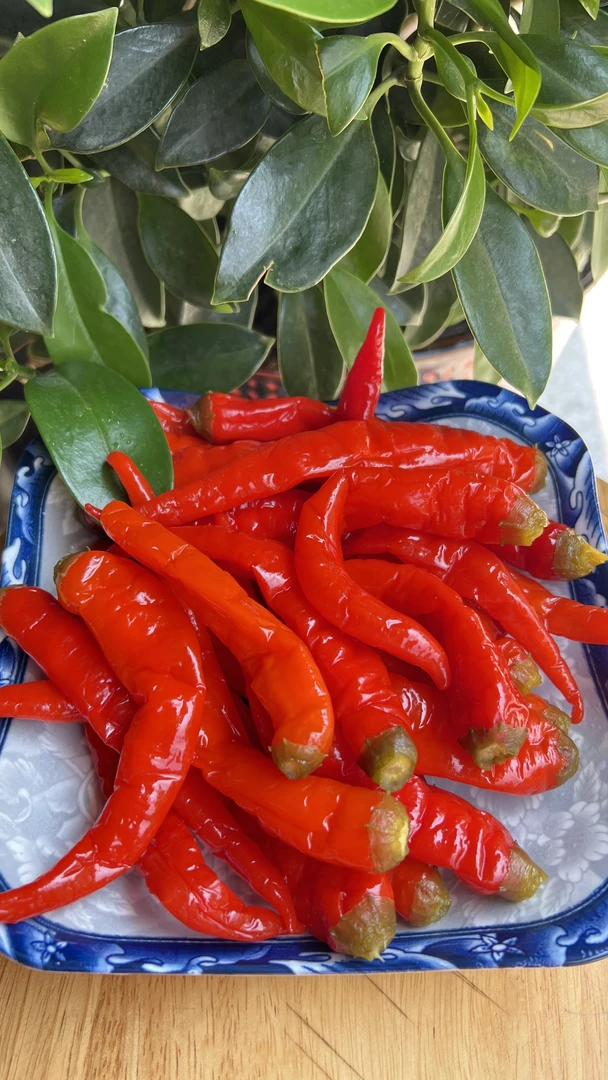 【老坛酸辣椒500克】新鲜红泡椒味道鲜美本地红辣椒好吃酸辣种植