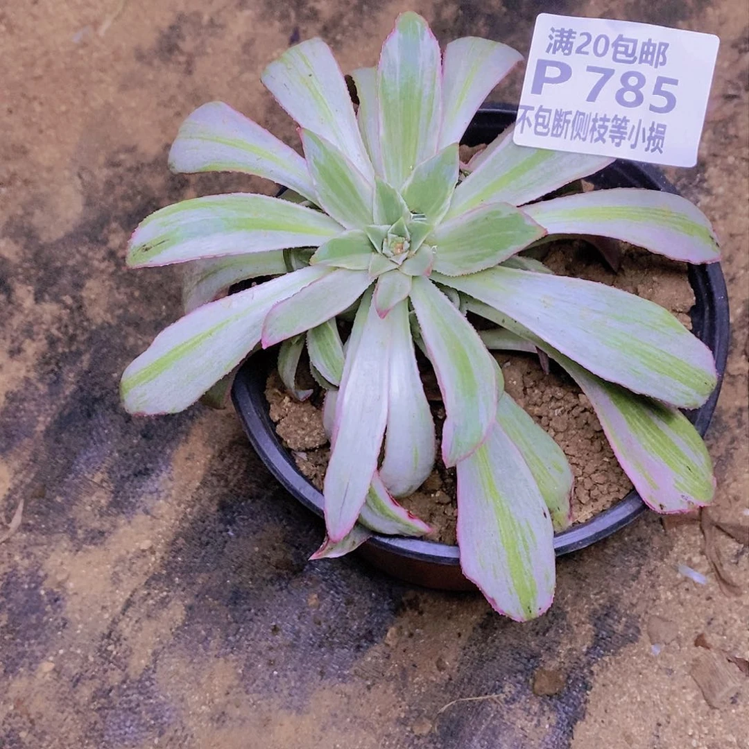 785白帝城多肉法师锦