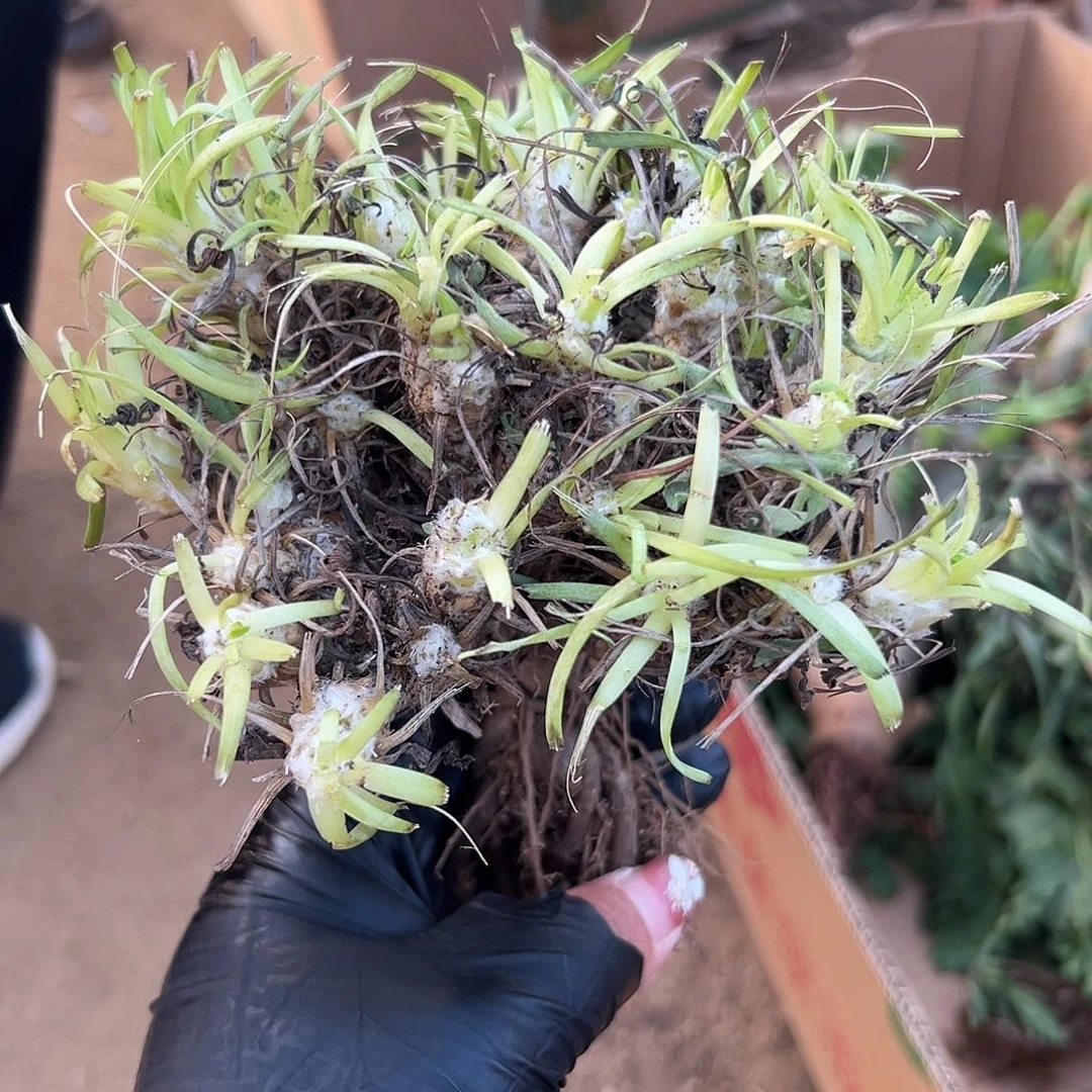 多肉植物刨花厚敦菊