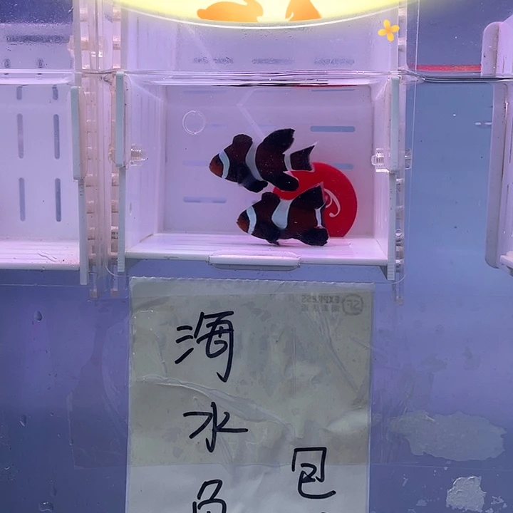 海水鱼创缸奥黑礼服一对