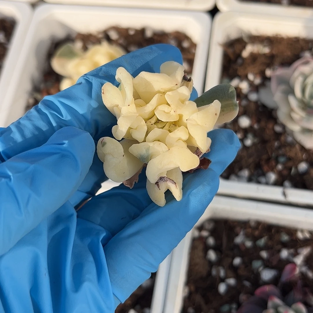 删*版特玉莲全锦，一颗