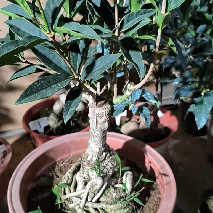 沧***粟完全开放四季桂红佛