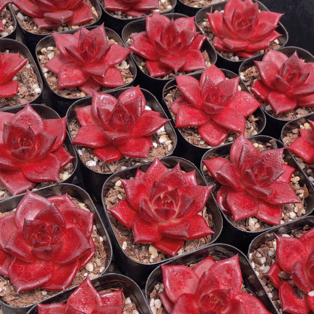 量拍35号 血色罗宾单头一个