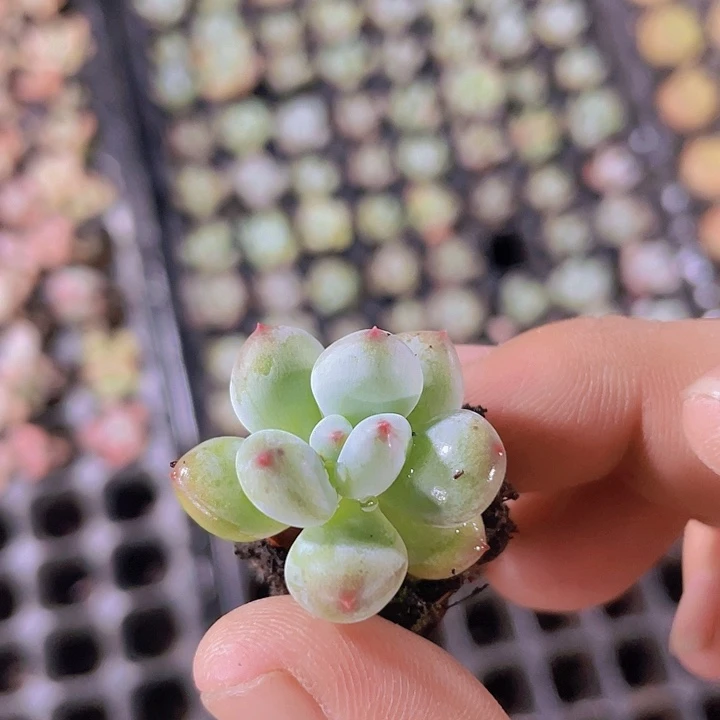 苹果奶精品多肉量拍