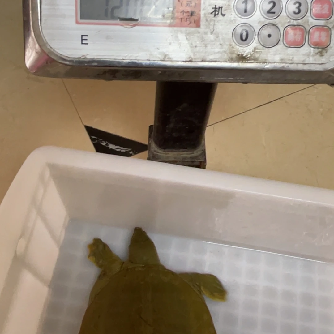 野生甲鱼包邮包活