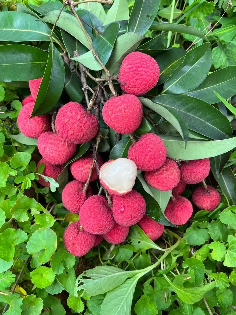 【顺丰冷链空运】东莞荔枝老树冰荔枝新鲜现摘当季水果精品果