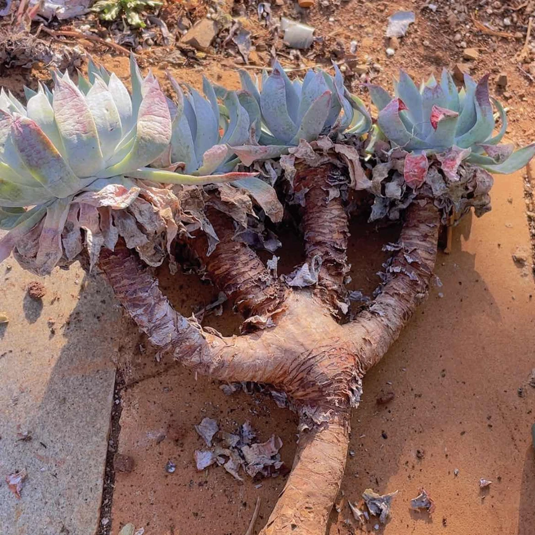 【闪购商品】～***～新年kuaile