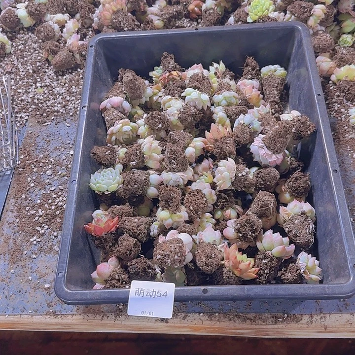 直播一物一拍多肉54