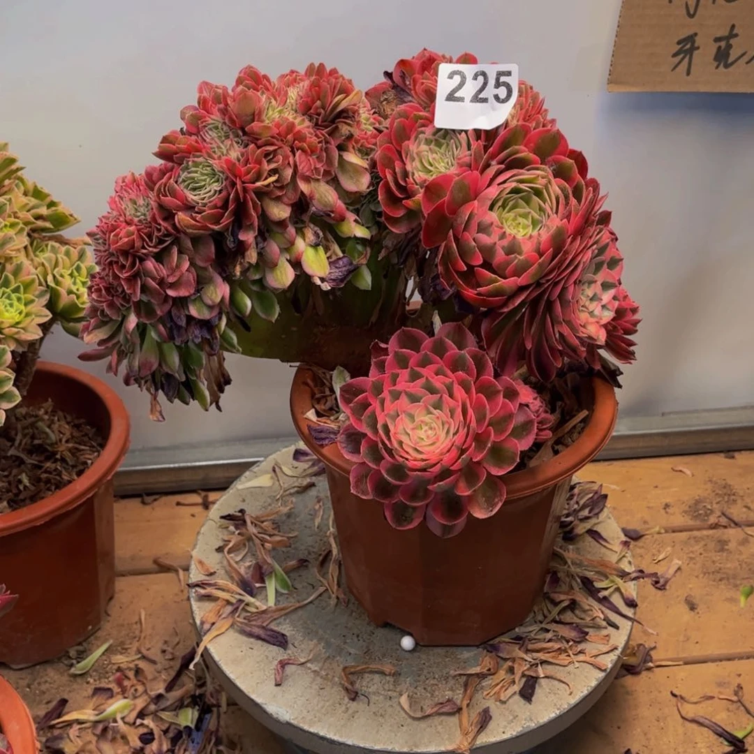 古***£多肉植物倾城缀225