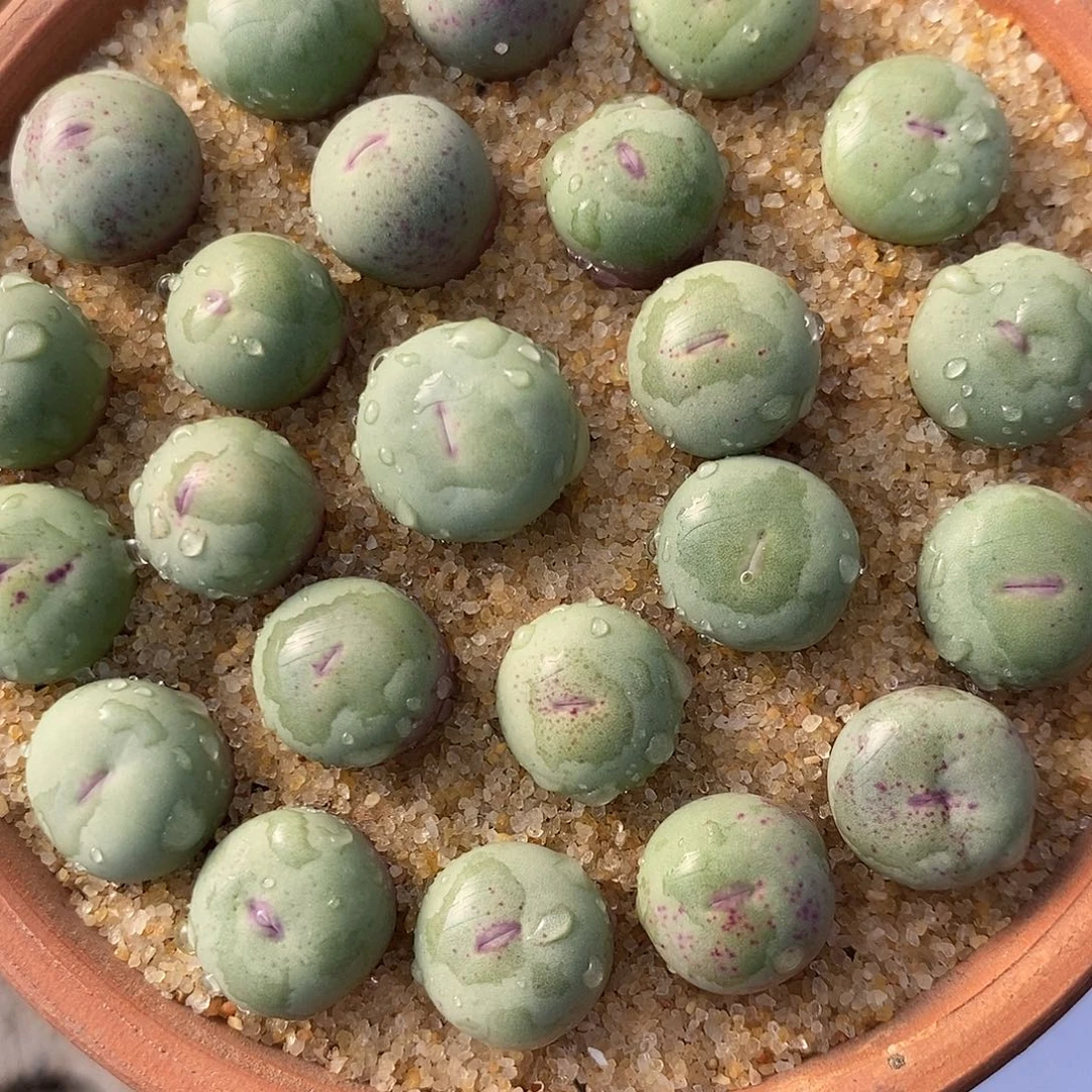 2974小红嘴一组。