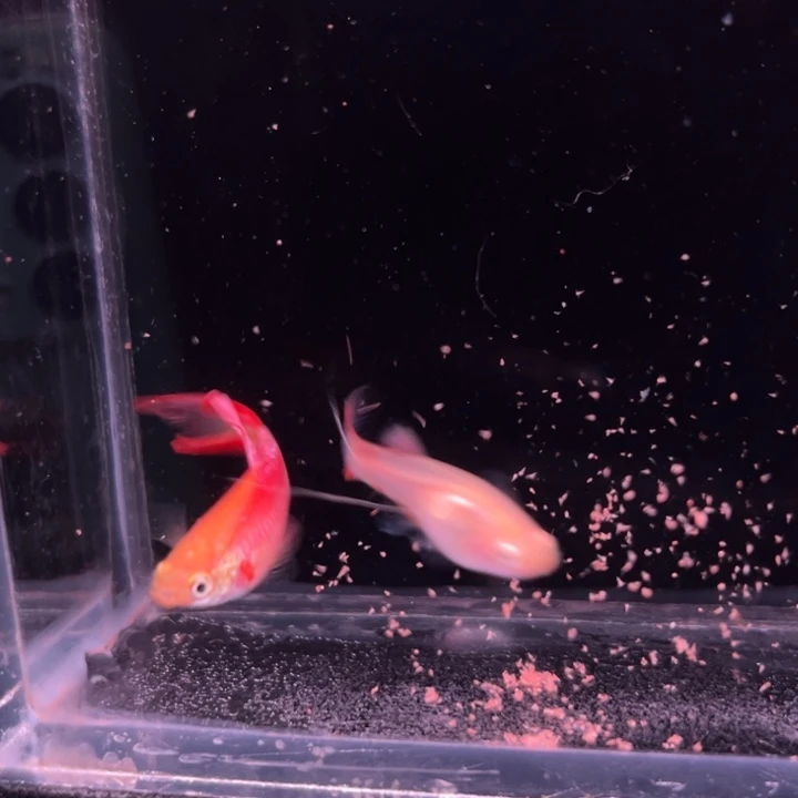 孔雀鱼红尾双剑1对