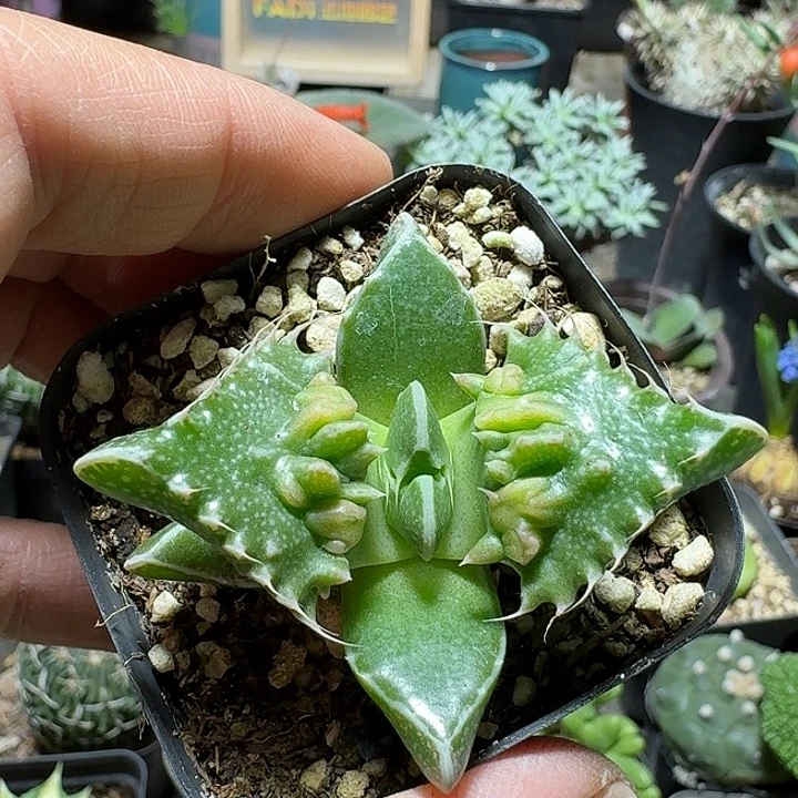 黄***腿900神乐狮子脱土发货