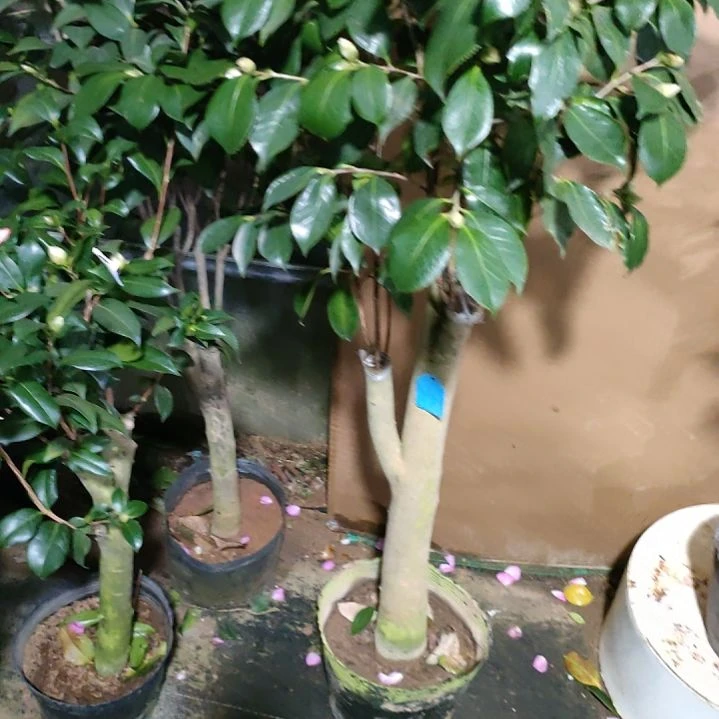 谭****艺424四塞，原盆原土发货，不包邮
