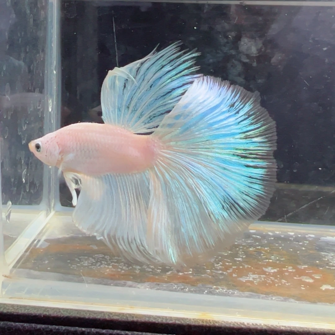 斗鱼浅色特殊尾hhhh