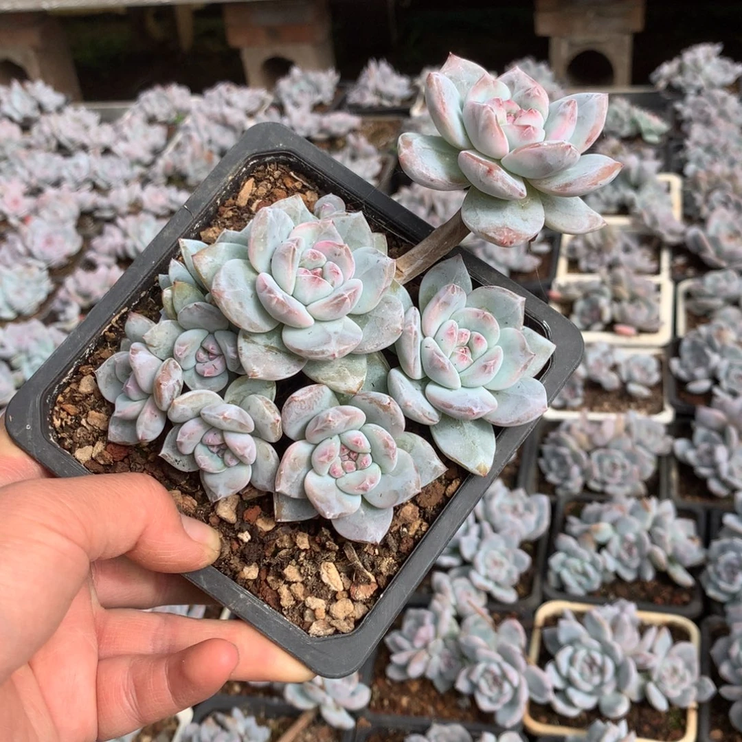 无花朵哈哈哈哈哈哈哈哈13