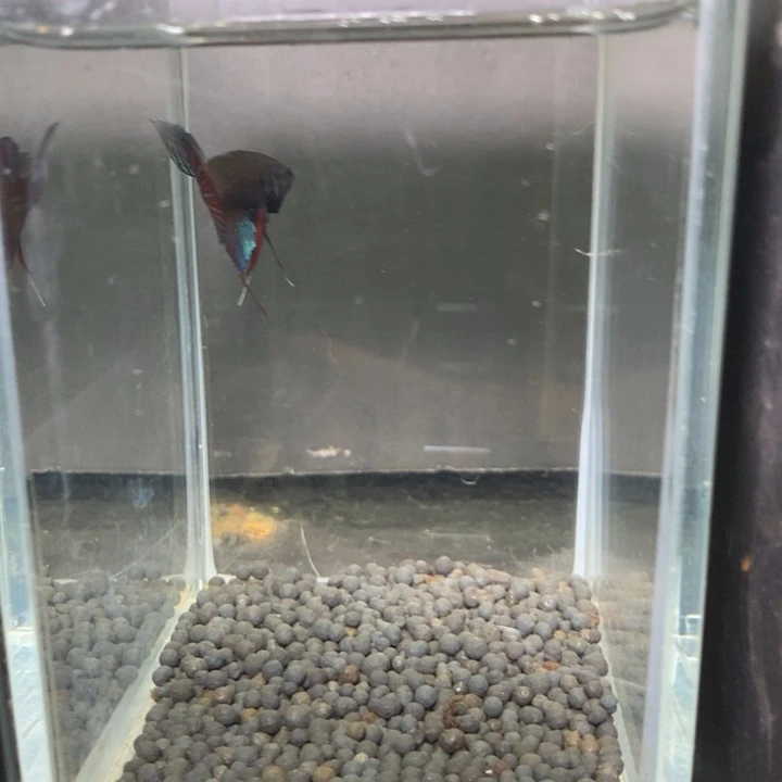 斗鱼泰国斗鱼525号