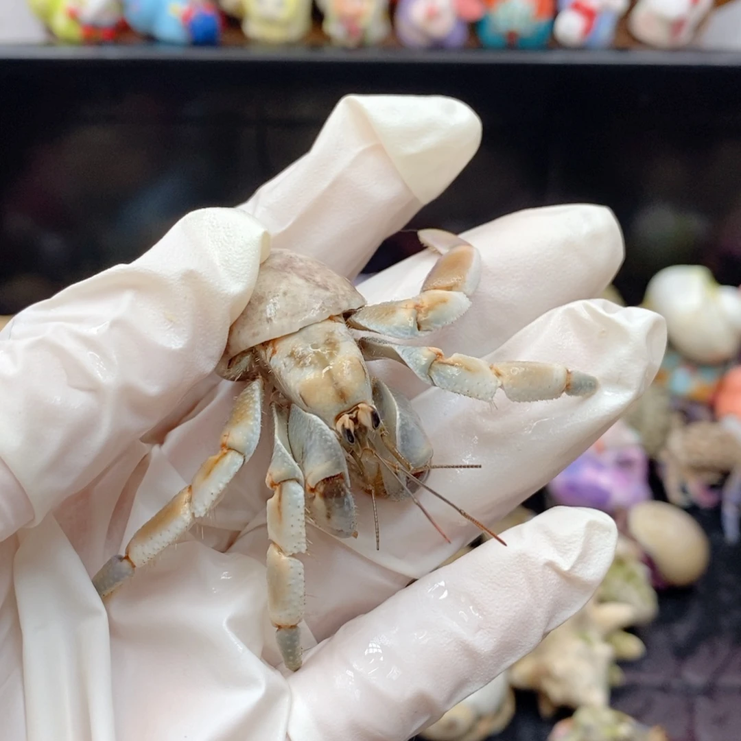 生椰拿铁异色紫陆2.3