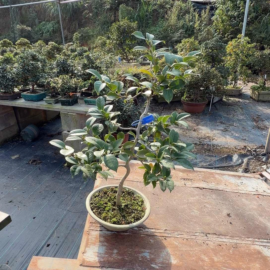 焯***庄无花朵花卉苗木花卉苗木